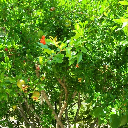 Apartman Europa Stefanos *